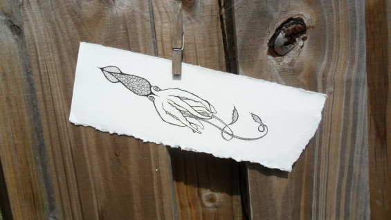 Squid